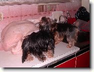 Jorkšírský terier, Yorkshire Terrier,