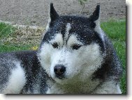 Siberian Husky