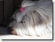 Coton de Tulear