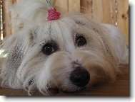 Coton de Tulear