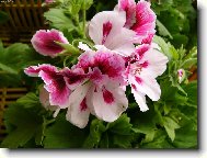 Pelargonium