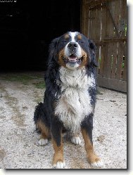 Berner Sennenhund