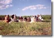 Border Collie