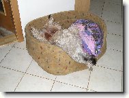 Irish soft coated wheaten terrier \(Dog standard\)