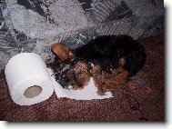 Jorkšírský terier, Yorkshire Terrier,
