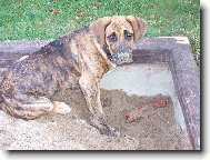 Fila Brasileiro