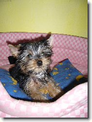 Jorkšírský terier, Yorkshire Terrier,