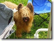 Briard