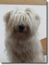 Coton de Tulear
