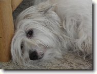 Coton de Tulear