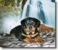 Rottweiler