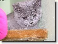 British shorthairs cat