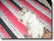 Persian cat