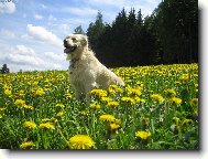 Golden Retriever