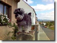 Zwergschnauzer, Miniature Schnauzer