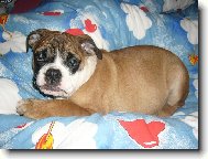 English Bulldog