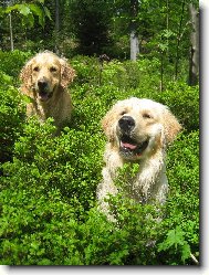 Golden Retriever
