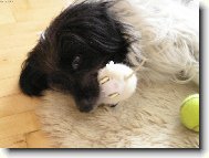 Chinese Crested Dog