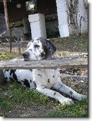 Deutsche Dogge