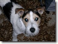 Jack Russell Terrier