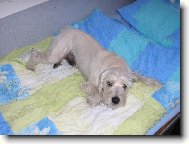 Zwergschnauzer, Miniature Schnauzer