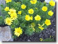 Adonis vernalis