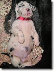 Deutsche Dogge