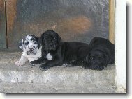 Deutsche Dogge