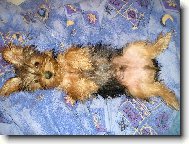 Jorkrsk terier, Yorkshire Terrier,