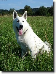 White swiss shepherd dog \\\\\(Dog standard\\\\\)