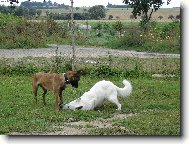 Berger Blanc Suisse, White Swiss Shepherd Dog