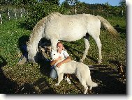 White swiss shepherd dog \\\\\\\\\\\\\\\\\\\\\(Dog standard\\\\\\\\\\\\\\\\\\\\\)