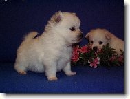 German spitz medium size \(Dog standard\)