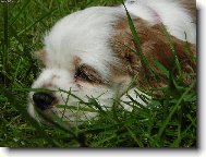 American Cocker Spaniel