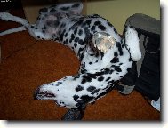 Dalmatian \\\\\\\\\\\\\\\\\\\\\(Dog standard\\\\\\\\\\\\\\\\\\\\\)