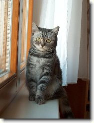 British shorthairs cat