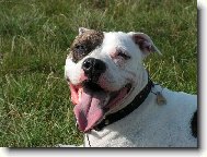 American Pit Bull Terrier