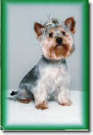 Jorkšírský terier, Yorkshire Terrier,