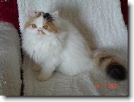 Persian cat