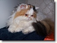 Persian cat