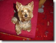 Jorkrsk terier, Yorkshire Terrier,