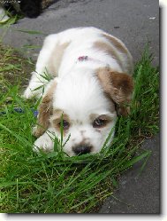 American Cocker Spaniel