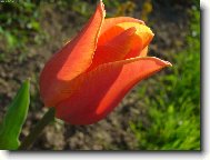 Tulipa