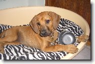 Rhodesian Ridgeback