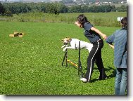 English Pointer