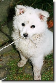 Deutscher spitz, German Spitz