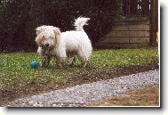 Coton de Tulear