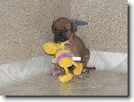 Tosa Inu, Japanese Fighting Dog