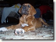 Tosa Inu, Japanese Fighting Dog
