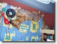 Tosa Inu, Japanese Fighting Dog